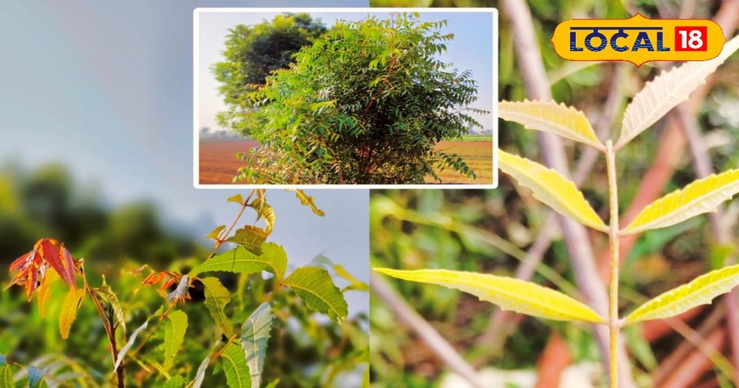 Neem Health Benefits in Winter | Bharatpur Local Ayurvedic Tips