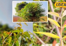 Neem Health Benefits in Winter | Bharatpur Local Ayurvedic Tips