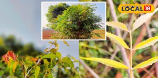 Neem Health Benefits in Winter | Bharatpur Local Ayurvedic Tips