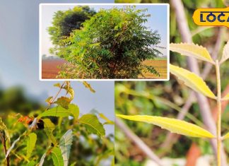 Neem Health Benefits in Winter | Bharatpur Local Ayurvedic Tips