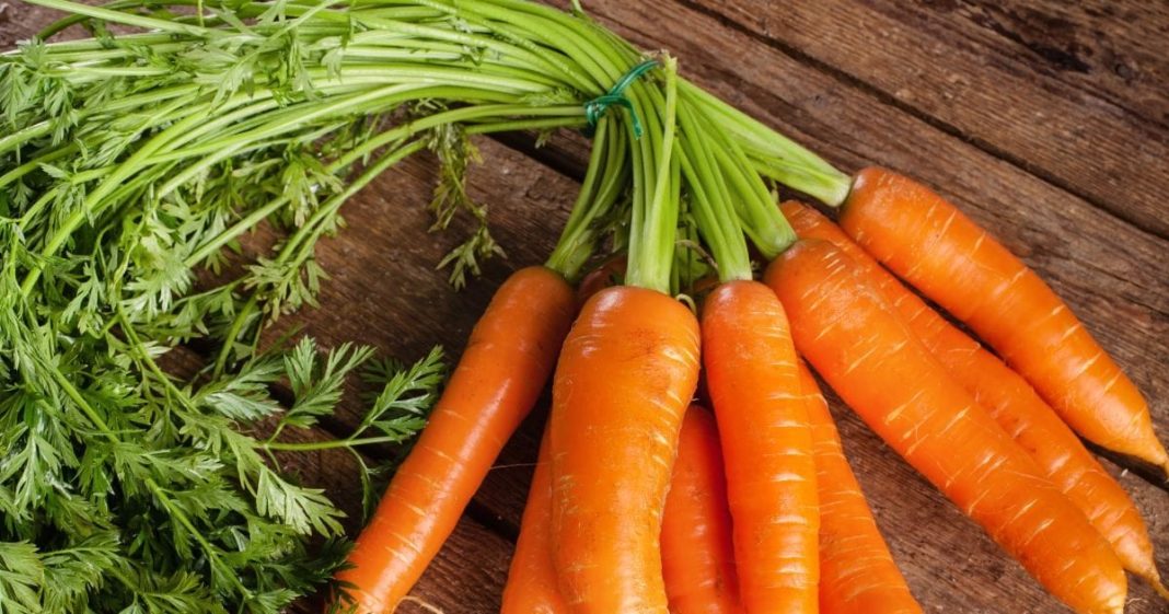 Carrot Benefits: सर्दियों में श्रद्धा कपूर खूब खाती हैं गाजर, शरीर को पहुंचाए ढेरों लाभ