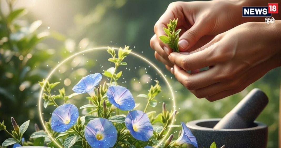 ये है तनाव दूर करने का सस्ता आयुर्वेदिक टॉनिक! सेवन करने से दिमाग को मिलेगी ठंडक, मन भी हमेशा रहेगा शांत