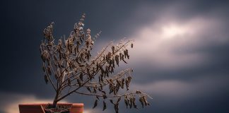 dry tulsi plant meaning। तुलसी सूखने का कारण