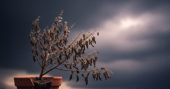 dry tulsi plant meaning। तुलसी सूखने का कारण