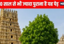 ekambaranathar temple of lord shiva prithvi lingam temple history and importance of ekambaranathar mandir | मां पार्वती के तप का प्रतीक है ये मंदिर, चमत्कारी पेड़ पर लगते हैं चार तरह के आम