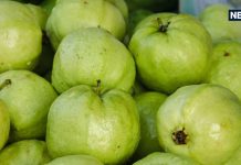 सर्दियों में अमरूद खाने से बढ़ाएं इम्यूनिटी, घटाएं वजन, रखें दिल स्वस्थ