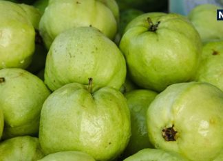 सर्दियों में अमरूद खाने से बढ़ाएं इम्यूनिटी, घटाएं वजन, रखें दिल स्वस्थ