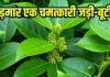 How Gudmar is healthy in Diabetes: गुड़मार डायबिटीज पेशेंट के लिए चमत्कारी जड़ी-बूटी, जानें फायदे