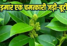 How Gudmar is healthy in Diabetes: गुड़मार डायबिटीज पेशेंट के लिए चमत्कारी जड़ी-बूटी, जानें फायदे