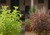 Which Tulsi is best for home। रामा तुलसी या श्यामा तुलसी घर में कौनसी लगाना चाहिए