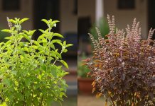 Which Tulsi is best for home। रामा तुलसी या श्यामा तुलसी घर में कौनसी लगाना चाहिए