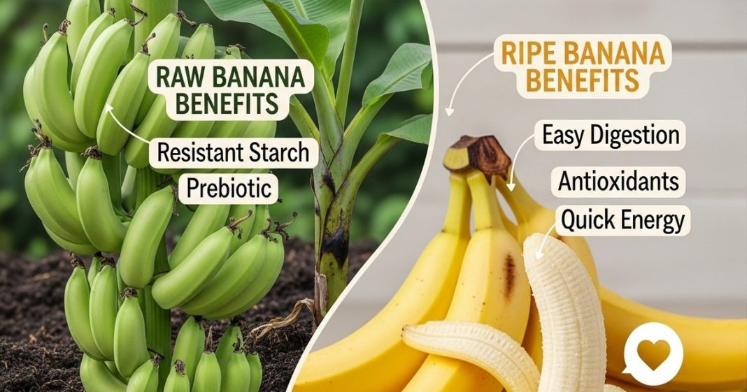 Ripe Vs Raw Banana : वजन कम करने के लिए कौन सा केला ज़्यादा फ़ायदेमंद है? पका हुआ या कच्चा?, एक्सपर्ट्स से जानें सही जवाब!