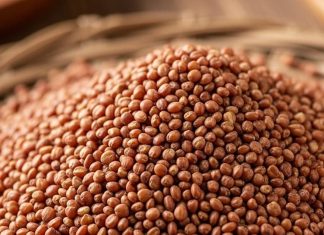 Ragi consumption in India। कहां सबसे ज्यादा खाई जाती है रागी