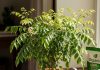 curry leaves plant care। कड़ी पत्ते का पौधा देखभाल