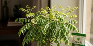 curry leaves plant care। कड़ी पत्ते का पौधा देखभाल