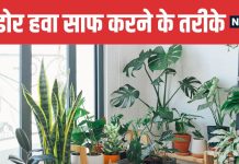 5 Natural Ways to Purify Indoor Air Without an Air Purifier | बिना एयर प्यूरिफायर के घर की हवा को शुद्ध करने के 5 आसान उपाय