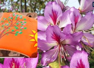 kovidara tree direction as per vastu | kovidara ka ped kis disha mein lagana chahiye | किस दिशा में लगाएं कोविदार वृक्ष