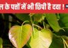 Top 5 Benefits of Peepal Leaves | पीपल के पत्ते चबाने के 5 बड़े फायदे और उपयोग
