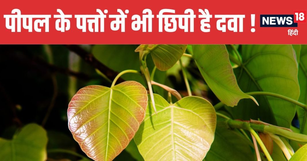 Top 5 Benefits of Peepal Leaves | पीपल के पत्ते चबाने के 5 बड़े फायदे और उपयोग
