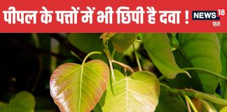 Top 5 Benefits of Peepal Leaves | पीपल के पत्ते चबाने के 5 बड़े फायदे और उपयोग