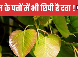 Top 5 Benefits of Peepal Leaves | पीपल के पत्ते चबाने के 5 बड़े फायदे और उपयोग