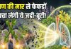 Pollution Herbs: प्रदूषण की काट हैं ये 3 जड़ी-बूटी! सेवन से फेफड़ों पर जमी गंदगी होगी दूर, बेधड़क चलेंगी सांसें