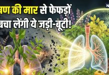 Pollution Herbs: प्रदूषण की काट हैं ये 3 जड़ी-बूटी! सेवन से फेफड़ों पर जमी गंदगी होगी दूर, बेधड़क चलेंगी सांसें