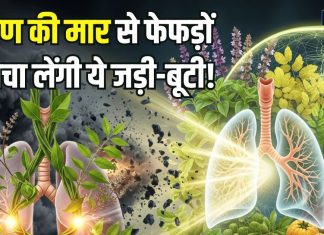 Pollution Herbs: प्रदूषण की काट हैं ये 3 जड़ी-बूटी! सेवन से फेफड़ों पर जमी गंदगी होगी दूर, बेधड़क चलेंगी सांसें
