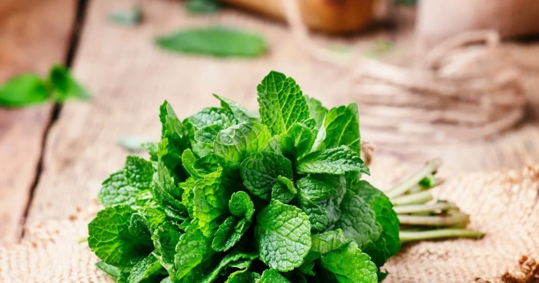 Mint benefits in winter। सर्दियों में पुदीना खाने के फायदे