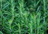 Rosemary Plant to Repel Mosquitoes Naturally | घर में लगाएं रोजमेरी और मच्छरों से पाएं छुटकारा