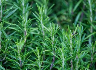 Rosemary Plant to Repel Mosquitoes Naturally | घर में लगाएं रोजमेरी और मच्छरों से पाएं छुटकारा