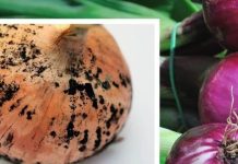 प्याज पर काले दाग या फफूंदी खाने के नुकसान और बचाव के उपाय.