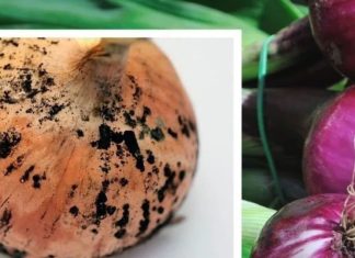 प्याज पर काले दाग या फफूंदी खाने के नुकसान और बचाव के उपाय.