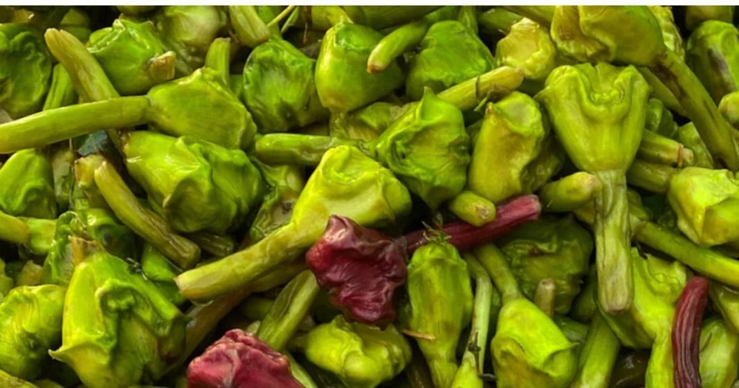 Water Chestnut Benefits in Winter Nutrition Right Way to Eat and Health Tips | सर्दियों के मौसम में रोज सिंघाड़ा खाने के फायदे