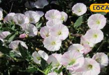 Shankhpushpi Benefits for Women Health & Beauty