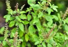 क्या तुलसी की सूखी शाखाओं को काटा जा सकता है? अक्सर लोगों में होती है कंफ्यूजन, यहां जान लीजिए पूरी सच्चाई