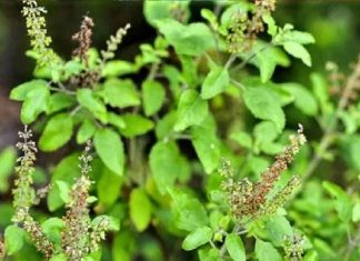 क्या तुलसी की सूखी शाखाओं को काटा जा सकता है? अक्सर लोगों में होती है कंफ्यूजन, यहां जान लीजिए पूरी सच्चाई