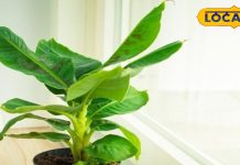 घर की इस दिशा में लगाएं केले का पौधा, परिवार में बढ़ती है सुख-समृद्धि, जानें धार्मिक महत्व