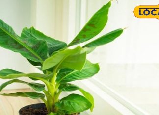 घर की इस दिशा में लगाएं केले का पौधा, परिवार में बढ़ती है सुख-समृद्धि, जानें धार्मिक महत्व