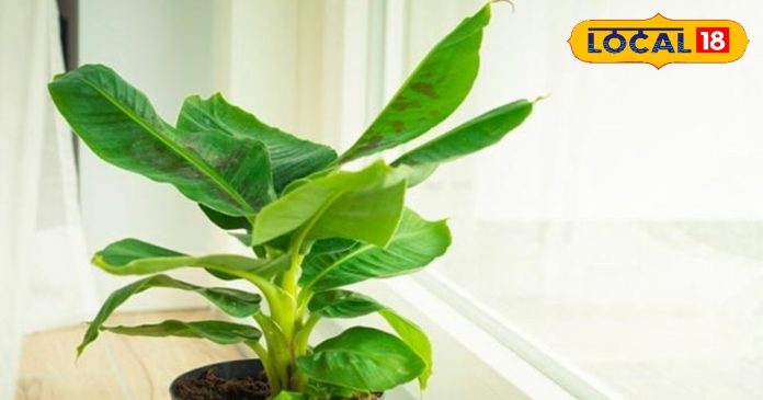 घर की इस दिशा में लगाएं केले का पौधा, परिवार