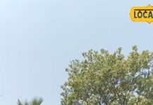 घर की शोभा बढ़ाने वाले पौधे, वास्तु और ज्योतिष के अनुसार कौन से पेड़ लगाएं- कौन से नहीं, जानें यहां