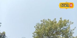 घर की शोभा बढ़ाने वाले पौधे, वास्तु और ज्योतिष के अनुसार कौन से पेड़ लगाएं- कौन से नहीं, जानें यहां