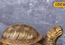 पूरब में रखने से तरक्की तय, उत्तर दिशा भी शुभ…ये कछुआ बदल सकता है आपकी किस्मत, जानें कैसे