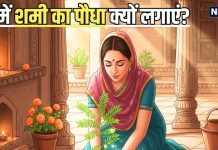 बेहद पवित्र और शुभ है यह पौधा, घर में रखने से 1,2 या फिर 3 नहीं… होंगे ढेरों लाभ, जानिए कहां और कैसे लगाएं