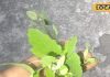 Bathua Greens Benefits: खरपतवार नहीं… पोषण का पावर हाउस है बथुआ, सर्दियों में जरूर करें सेवन