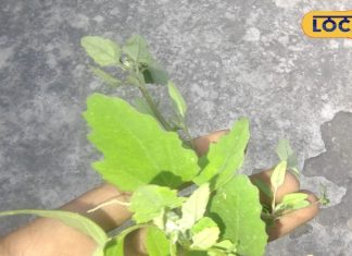 Bathua Greens Benefits: खरपतवार नहीं… पोषण का पावर हाउस है बथुआ, सर्दियों में जरूर करें सेवन