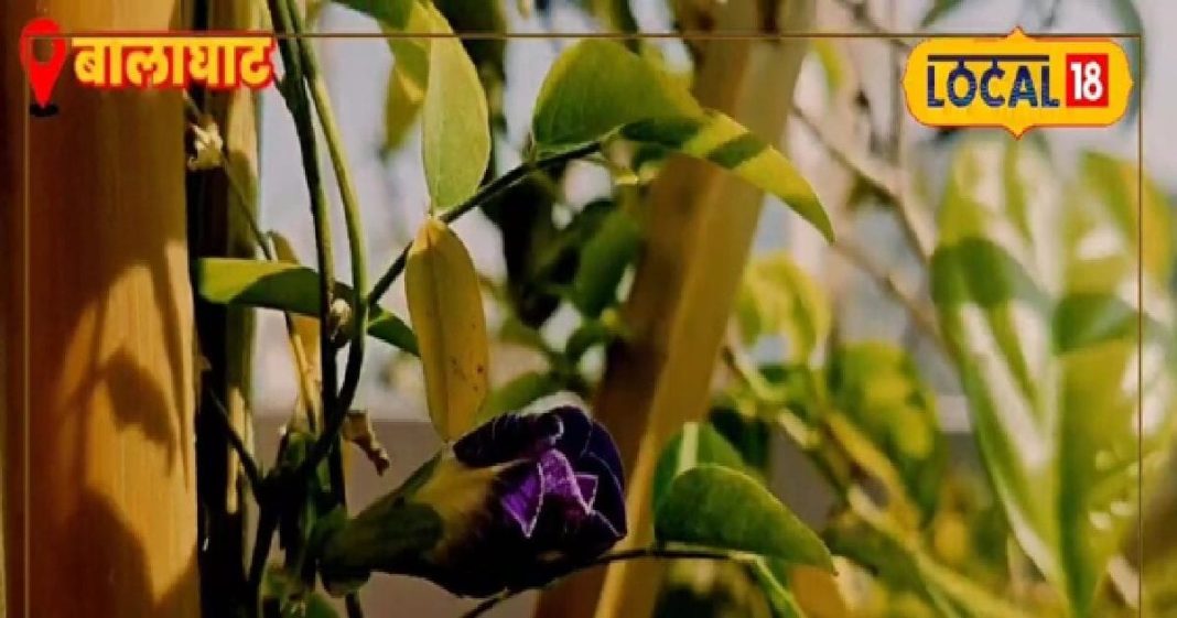 सोशल मीडिया पर वायरल ब्लू टी! मिनटों में बनाएं फूलों वाली चाय, फायदे भी जान लें