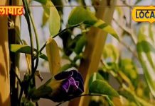 सोशल मीडिया पर वायरल ब्लू टी! मिनटों में बनाएं फूलों वाली चाय, फायदे भी जान लें