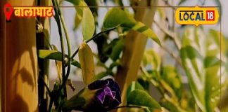 सोशल मीडिया पर वायरल ब्लू टी! मिनटों में बनाएं फूलों वाली चाय, फायदे भी जान लें