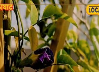 सोशल मीडिया पर वायरल ब्लू टी! मिनटों में बनाएं फूलों वाली चाय, फायदे भी जान लें